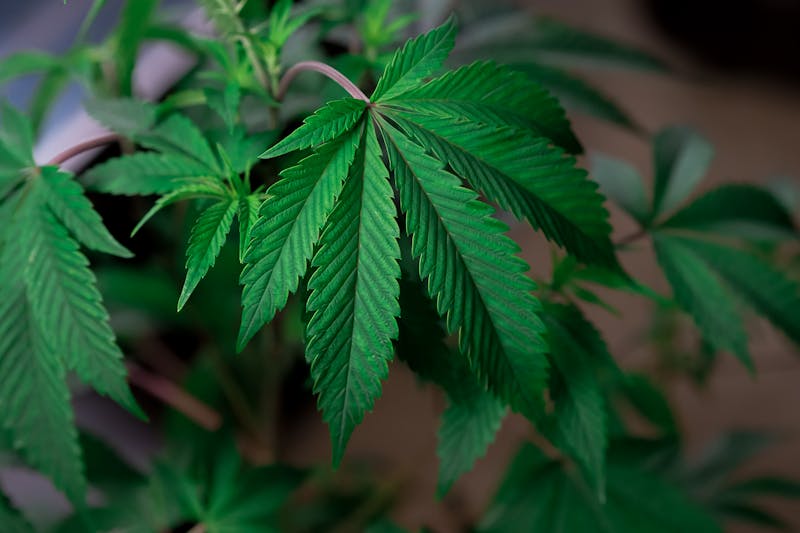 Do Preconceito à Prescrição: A Evolução da Cannabis na Saúde